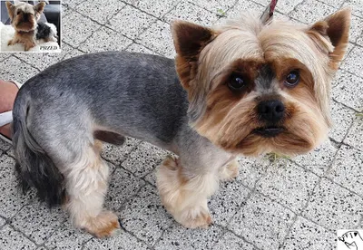 ROFI Strzyżenie i pielęgnacja psów